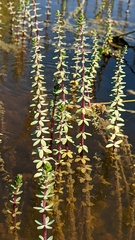 Hippuris tetraphylla