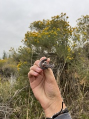 Coluber constrictor flaviventris