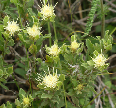 Ericameria discoidea