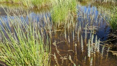 Hippuris tetraphylla