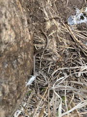 Coluber constrictor flaviventris