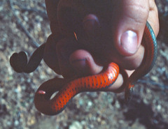 Diadophis punctatus vandenburgii