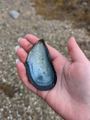 Mytilus edulis