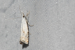 Crambus albellus