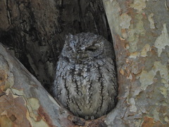 Megascops kennicottii