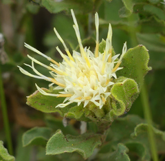 Ericameria discoidea