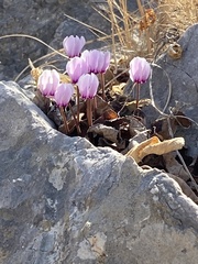 Cyclamen graecum graecum