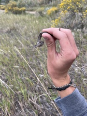 Coluber constrictor flaviventris