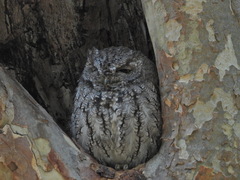 Megascops kennicottii