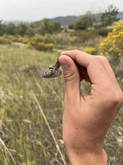 Coluber constrictor flaviventris