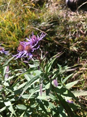 Canadanthus modestus