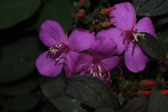 Heterotis rotundifolia