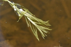 Potamogetonaceae