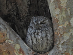 Megascops kennicottii