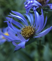 Canadanthus modestus