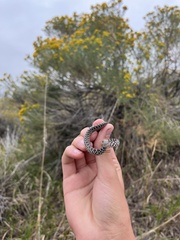 Coluber constrictor flaviventris