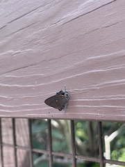 Electrostrymon angelia