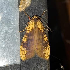 Tessellarctia semivaria