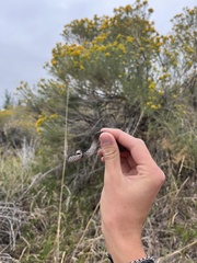 Coluber constrictor flaviventris