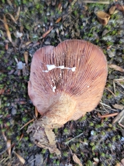 Lactarius peckii