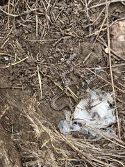 Coluber constrictor flaviventris