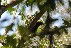 Crotophaga major