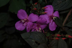 Heterotis rotundifolia