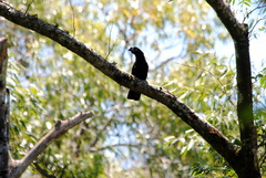 Crotophaga major