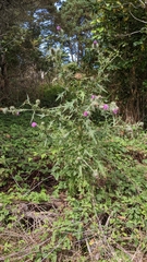 Cirsium vulgare