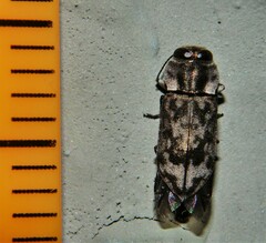 Notographus hieroglyphicus