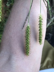 Setaria