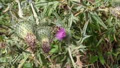 Cirsium vulgare