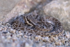Crotalus oreganus helleri