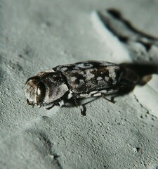 Notographus hieroglyphicus