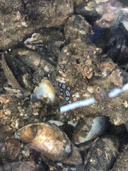 Botryllus schlosseri