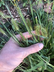 Setaria