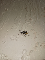 Diaprepes abbreviatus