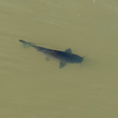 Steindachneridion melanodermatum