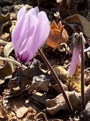 Cyclamen graecum graecum