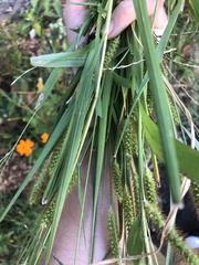 Setaria