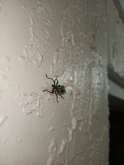 Diaprepes abbreviatus