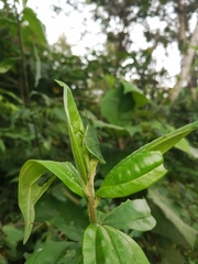 Sphenarium