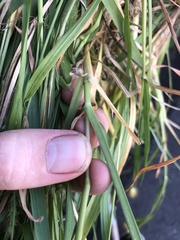 Setaria
