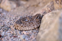 Crotalus oreganus helleri