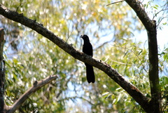 Crotophaga major