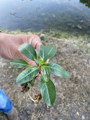 Ludwigia peploides
