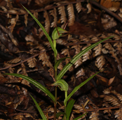 Pterostylis agathicola