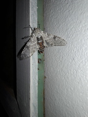 Hypercompe abdominalis