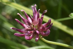Trifolium wormskioldii