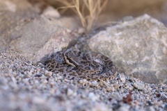 Crotalus oreganus helleri